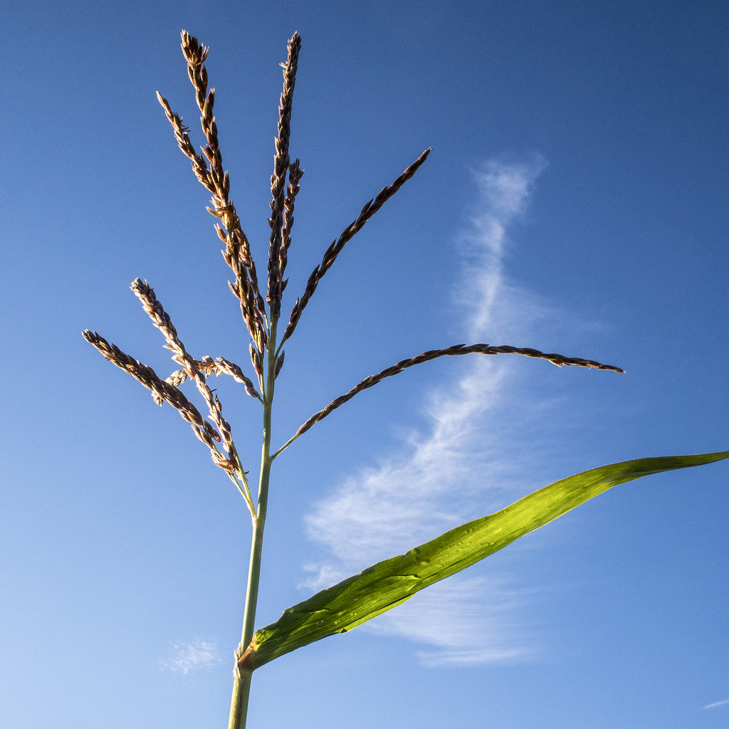 Male corn flowers against the sky