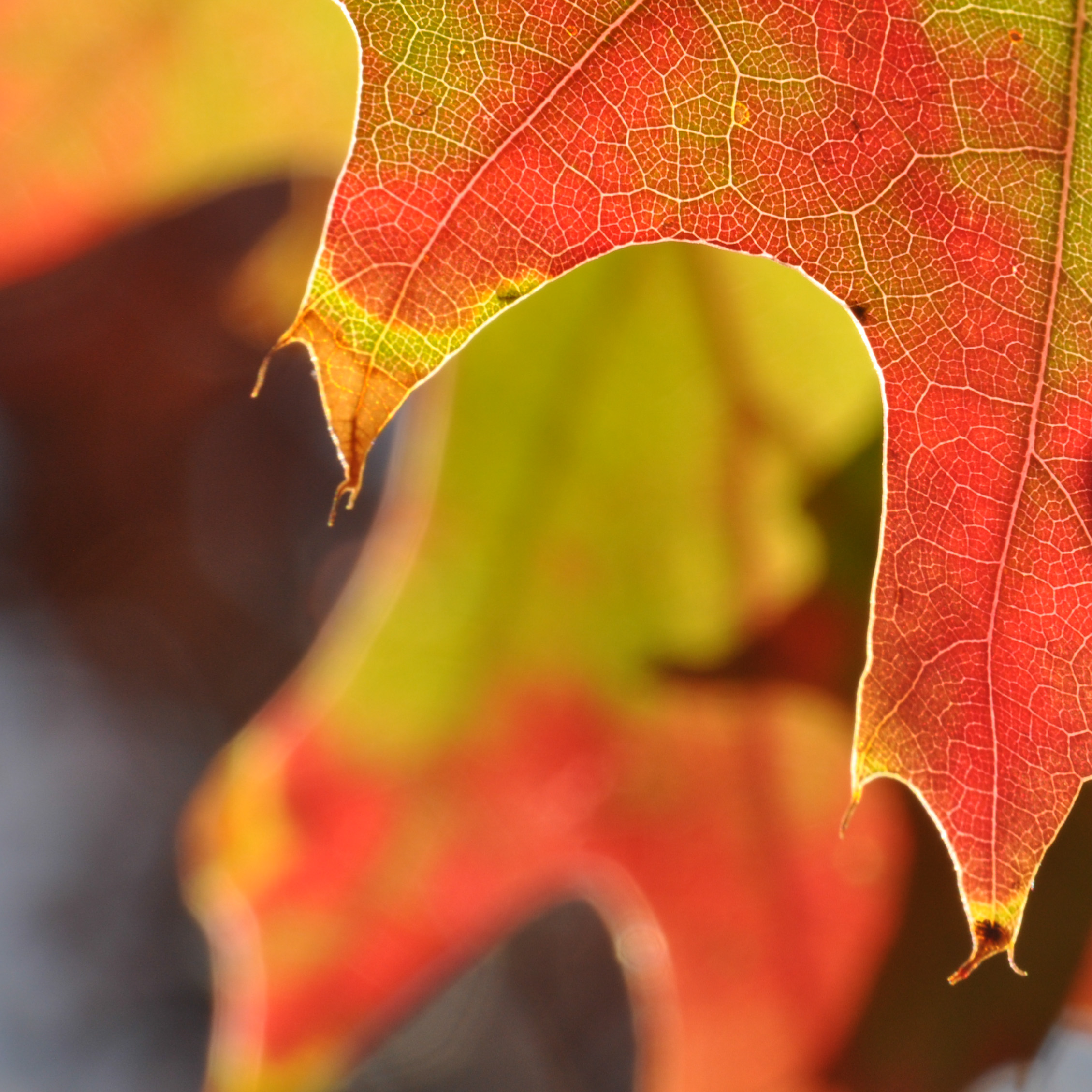 Colored fall leaves