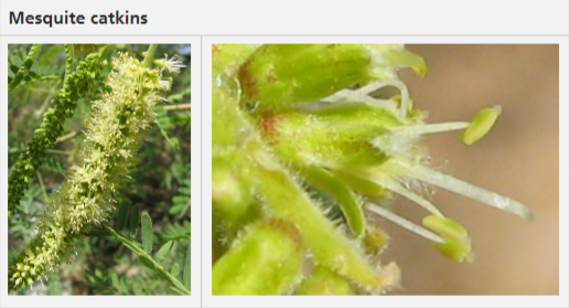 Mesquite flowers