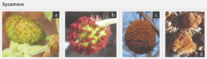 Sycamore flowers