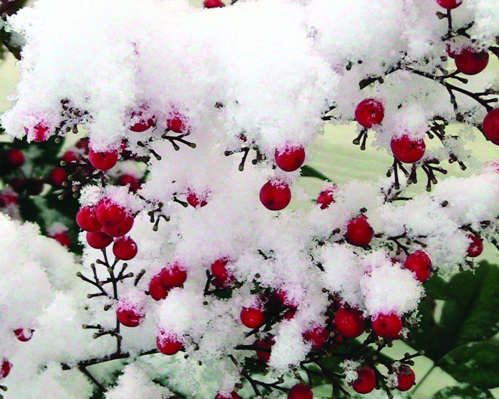 Berries in snow