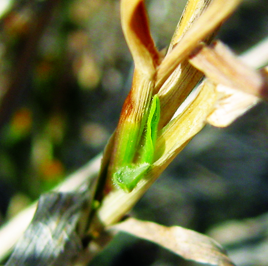 New growth on grass